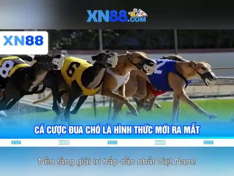 Giao diện ứng dụng xn88 trên điện thoại 
